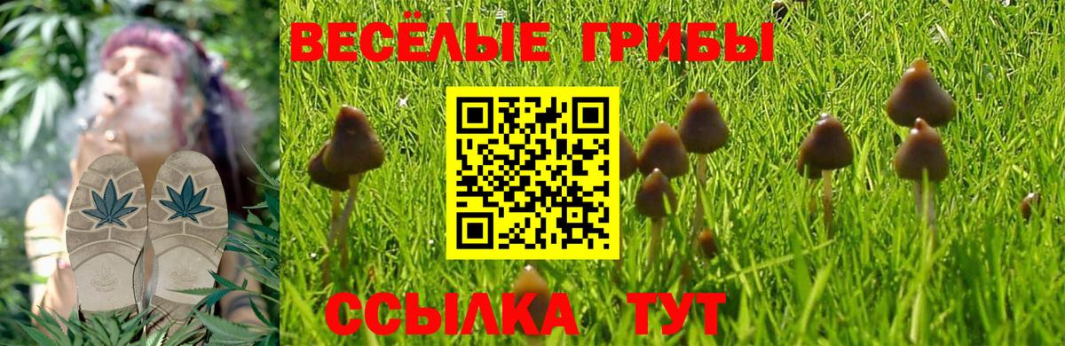 Галлюциногенные грибы Psilocybe  Вход с VPN  Муравленко  Галлюциногенные грибы Psilocybe 